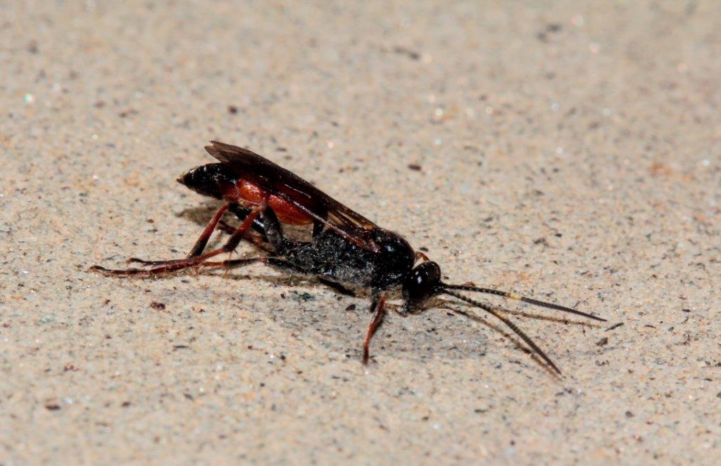 Ichneumonidae?- Bagno di Romagna (FC)